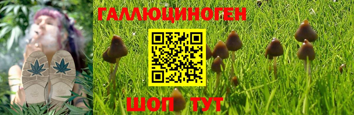 Псилоцибиновые грибы Psilocybine cubensis Курчалой